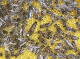 Matki pszczele 2012 rok