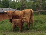 Highland Cattle (szkockie) - www.highland-farm.pl