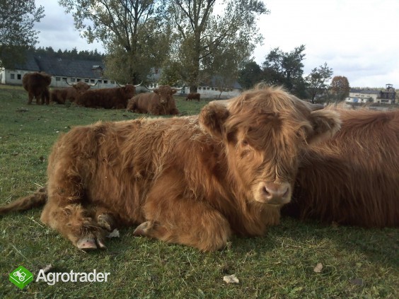 Highland Cattle szkockie jałówki byki cielaki - zdjęcie 2