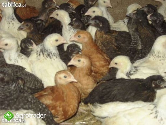 Sprzedaż kurczaków odchowanych - hurt i detal (bro
