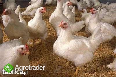 Sprzedaż kurczaków odchowanych - hurt i detal (bro - zdjęcie 1