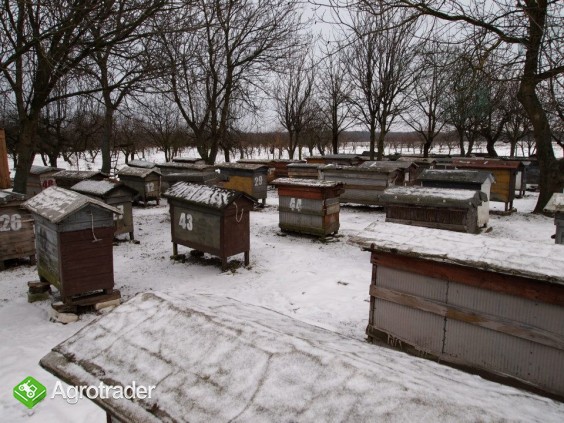 40 rodzin pszczelich w ulach WZ