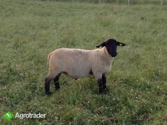 owce Suffolk i Lacaune