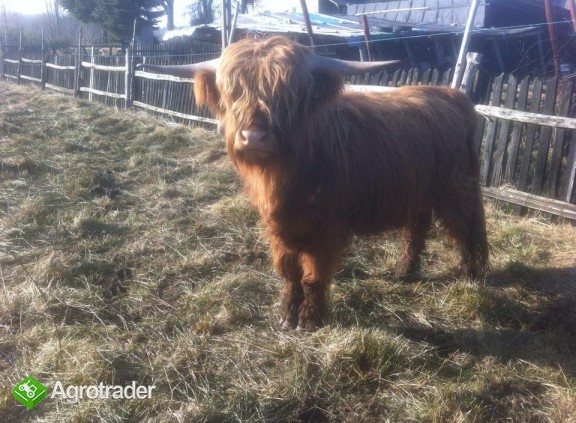 Byk Highland Cattle, szkockie wysokogórksie - zdjęcie 5