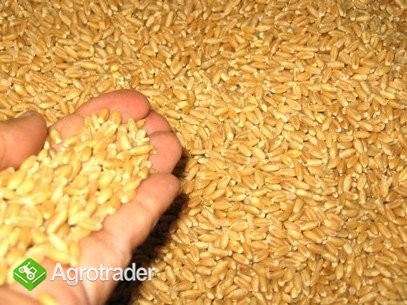 Venta de grano de Rumania cosecha en 2013