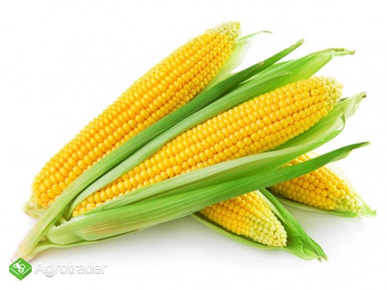 Nasiona kukurydzy