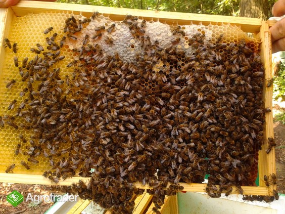 Odkłady pszczele, matki - zdjęcie 2