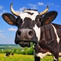 Krowy pierwiastki, jałówki rasy HF- DANIA, NIEMCY!