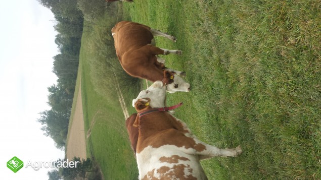 Krowy Simental w Bieszczadach - zdjęcie 1