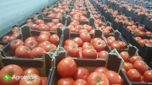 Sprzedam pomidory szklarniowe na export 