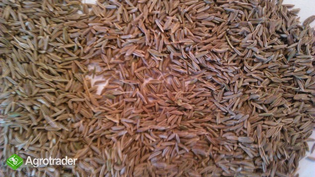 Nasiona kmienk ( caraway seeds )