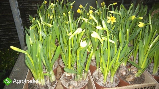 Producent sprzeda tulipany narcyze hiacynty - ceny hurtowe - zdjęcie 2