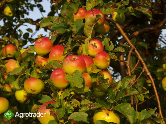 Sprzedam jabłka ekologiczne BIO certyfikowane zbiór 2016r.