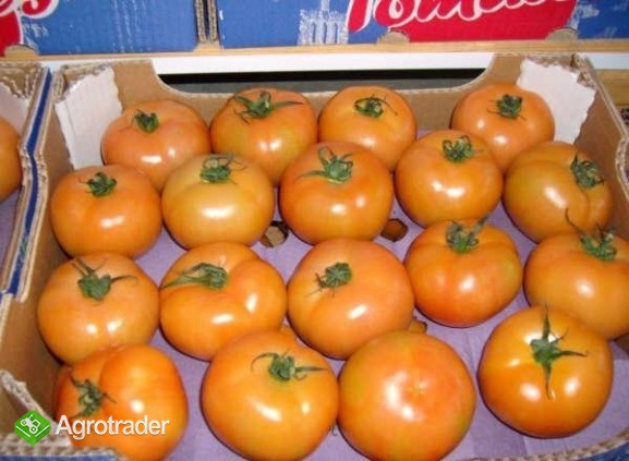 pomidory prosto z importu - zdjęcie 1