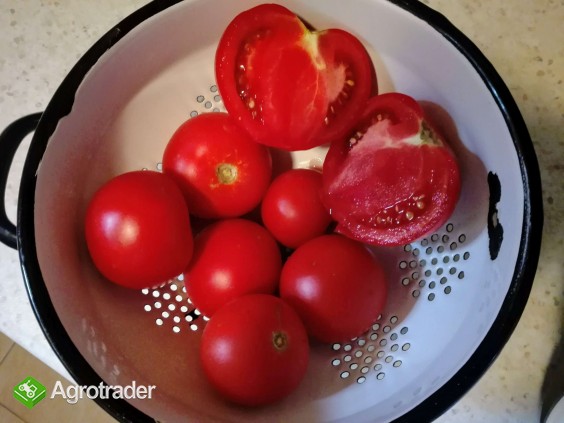 Pomidory Gruntowe - podfoliowe