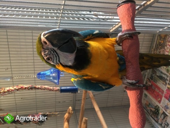 Niebieskie i złote papugi ara przygotowane