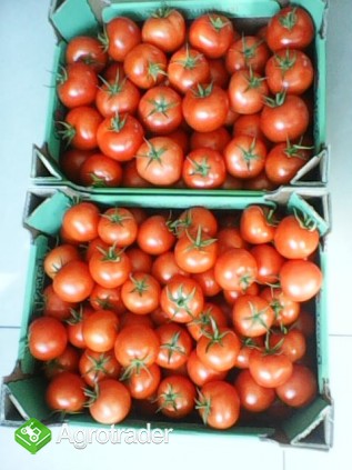 Sprzedam pomidora czerwonego i ogórka - zdjęcie 1