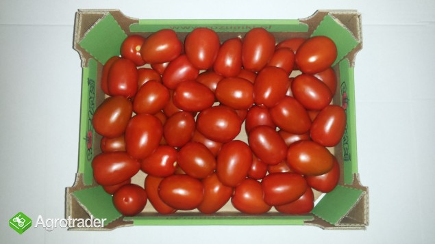 Sprzedam pomidora śliwkę i ogórki krótkie i dlugie - zdjęcie 2
