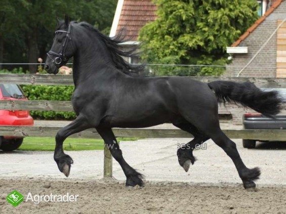 Koń fryzyjski, piękna klaczka, 4 lata, potrzebuje nowego domu - zdjęcie 3