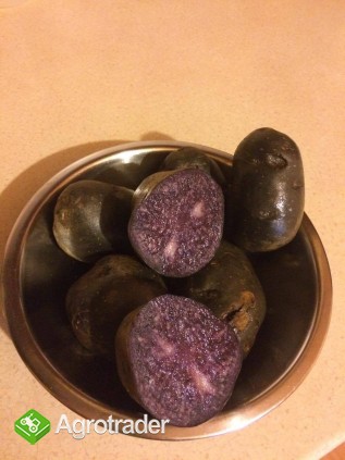 Ziemniaki fioletowe truflowe Vitelotte
