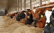 Krowy i jałówki HF holenderskie