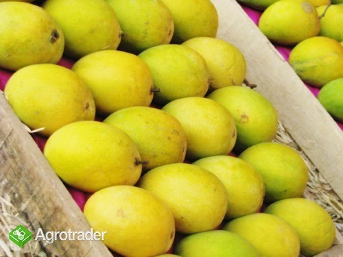 Wholesale Fresh Mango,Red star apples - zdjęcie 2