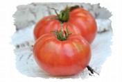 Pomidor pomidory nasiona Duma Syberii malinowe 700 odmian 