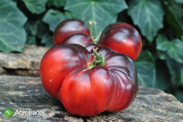 Pomidor pomidory nasiona Duma Syberii malinowe 700 odmian  - zdjęcie 3