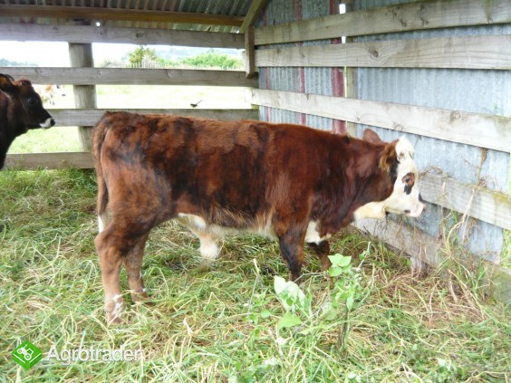 Zobacz i wybierz sam.Mięsne Byczki,jałówki 250-350kg-Łotwa,Estonia - zdjęcie 2