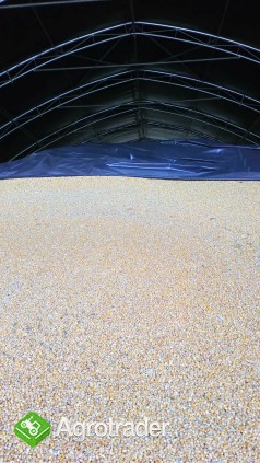 Kukurydza sucha na paszę - zdjęcie 1