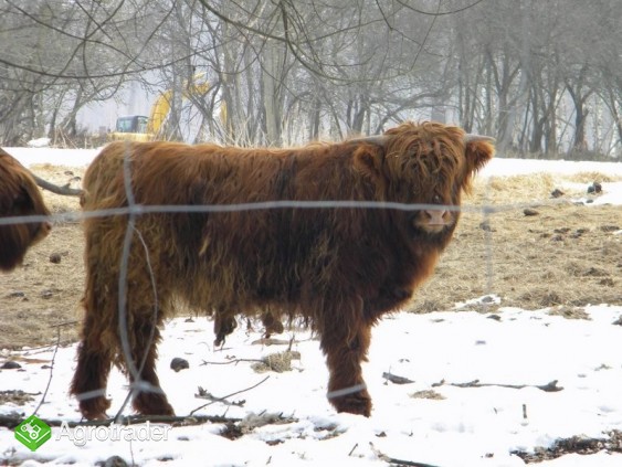 Highland Cattle - bydło szkockie górskie - zdjęcie 1