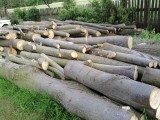 Drewno lipowe  sprzedam