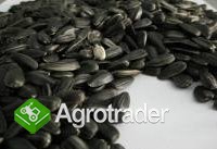 Sell flax, vetch, field peas, millet, soybeans, so - zdjęcie 1