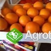Pomarańcze-Hurt-Sprzedaż - zdjęcie 1