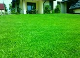 Trawniki !!! Najwyższej jakości trawa rolowana