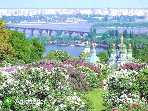 Ukraina,Kijow.Odstapie prosperujacy PubRestauracje - zdjęcie 4