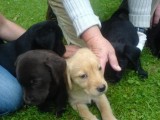 Wunderschöne süße Labrador Welpen 11 Wochen mit Pa