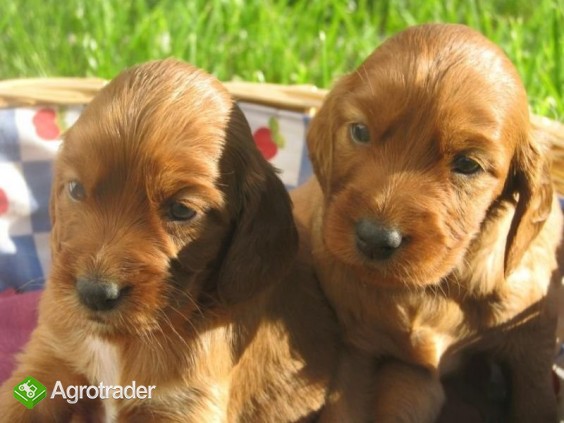 SPRZEDAM SETERY IRLANDZKIE