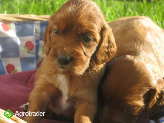 SPRZEDAM SETERY IRLANDZKIE - zdjęcie 1