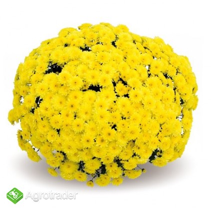 SPRZEDAM CHRYZANTEMY - zdjęcie 2