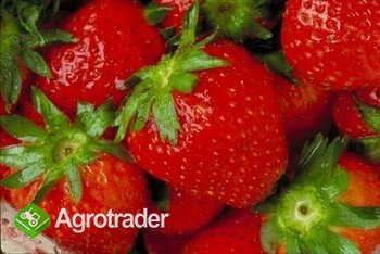 Holenderskie sadzonki truskawek