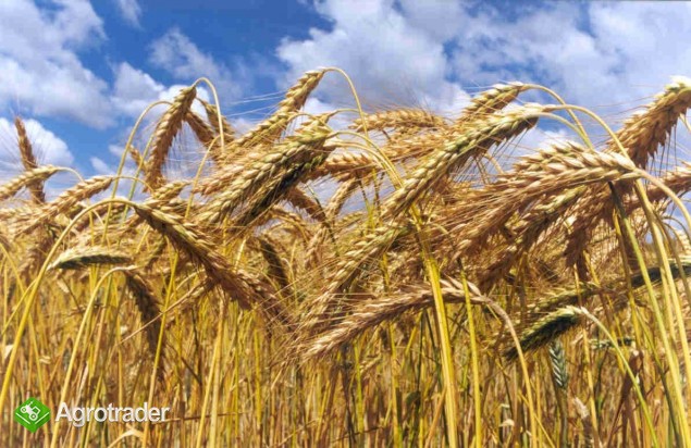 KUPIĘ ZBOŻA PASZOWE