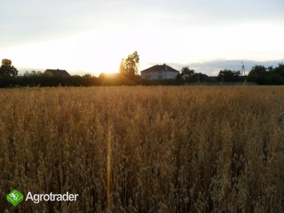 Sprzedam owies ładny, gruby . Czyszczony,