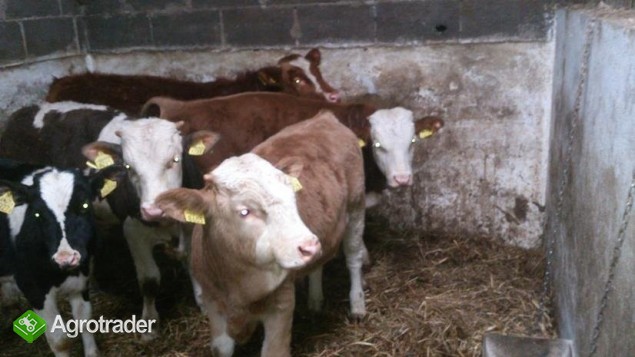 Sprzedam cielaki od 200-230 kg - zdjęcie 3