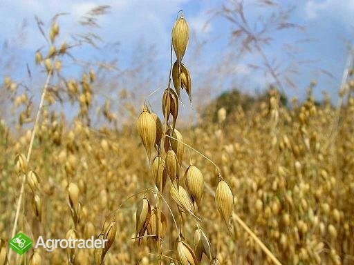Sprzedam owies ekologiczny 100t