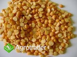 Kupie każdą ilość Soji - zdjęcie 1