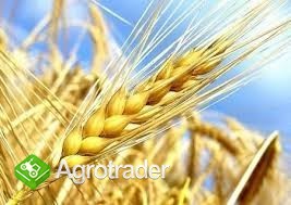 Kupię zboża