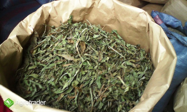 Babka lancetowata liść suszony