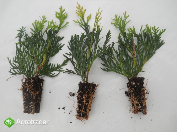 T. Pilcata Kórnik sadzonki multiplaty 0,55 zł/szt 