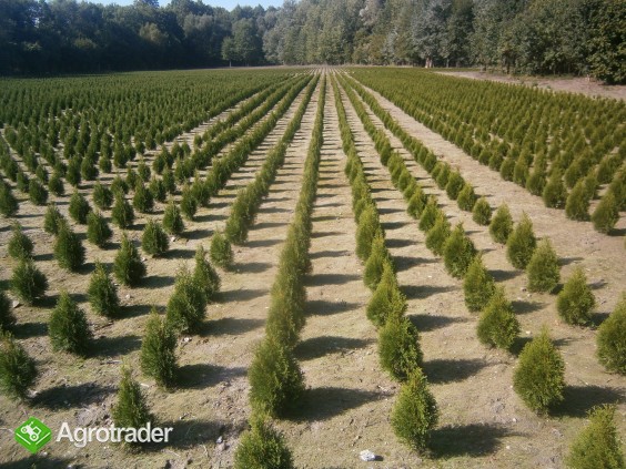Thuja Smaragd Szmaragd 60 cm z gruntu - zdjęcie 2
